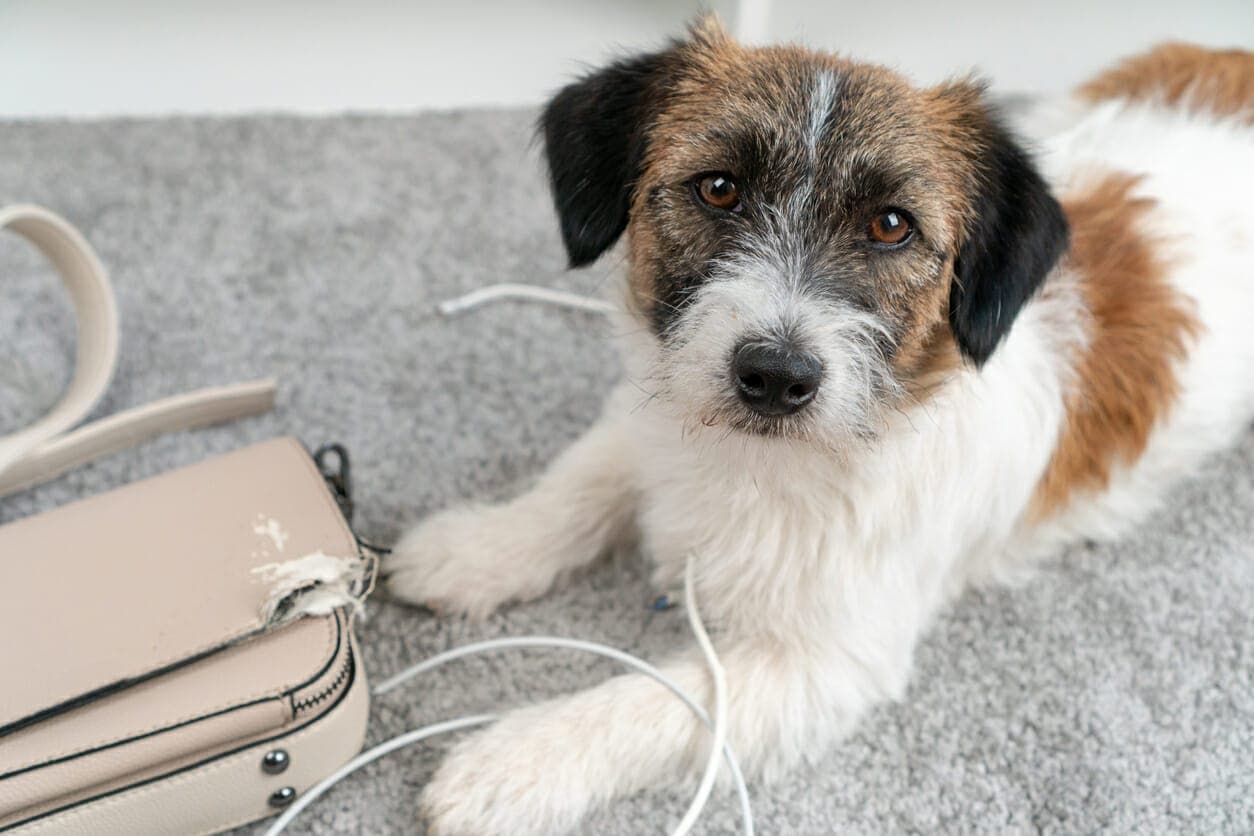 8 Easy Ways To Stop A Dog From Chewing Electrical Wires!