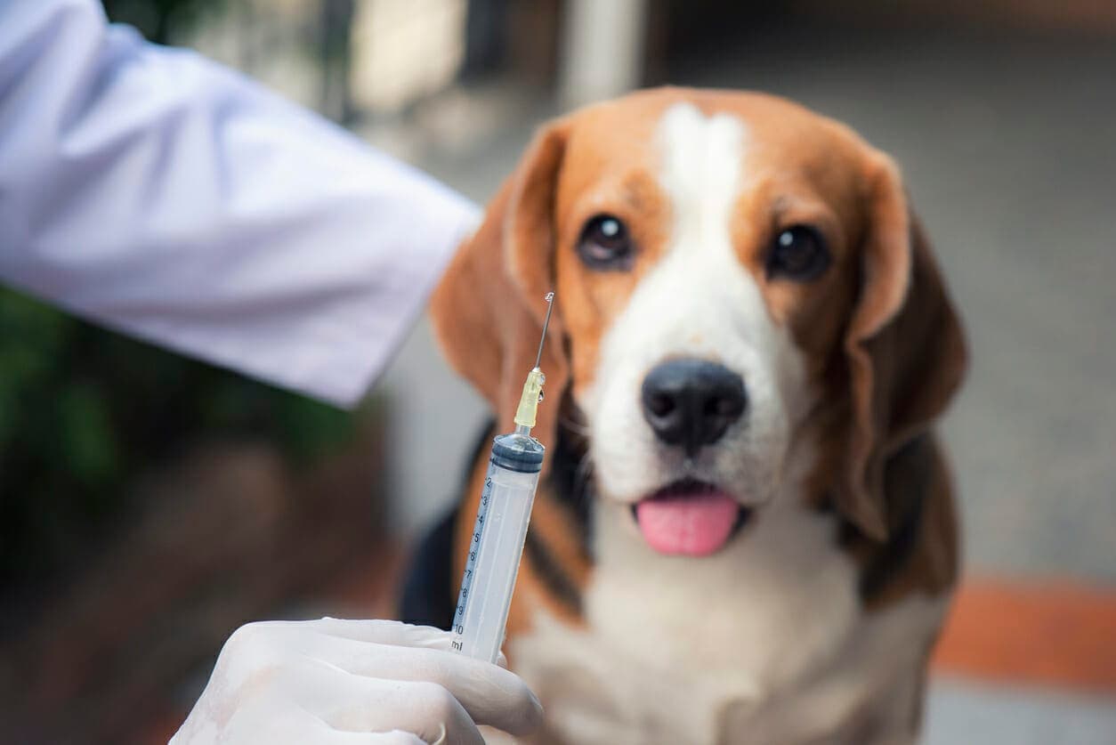 Pros and Cons of Rattlesnake Vaccine for Dogs