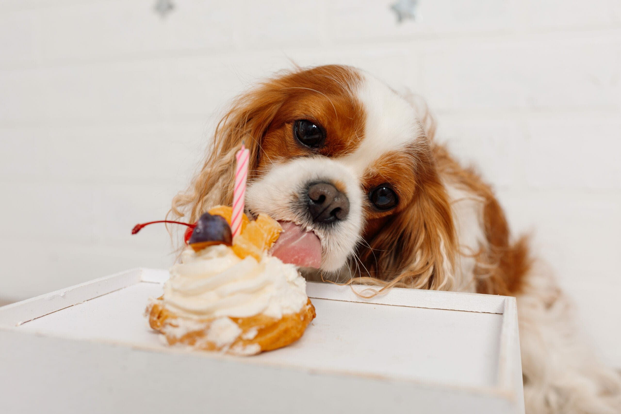 Sweet Potato Cake For Dogs (+Recipe Included)