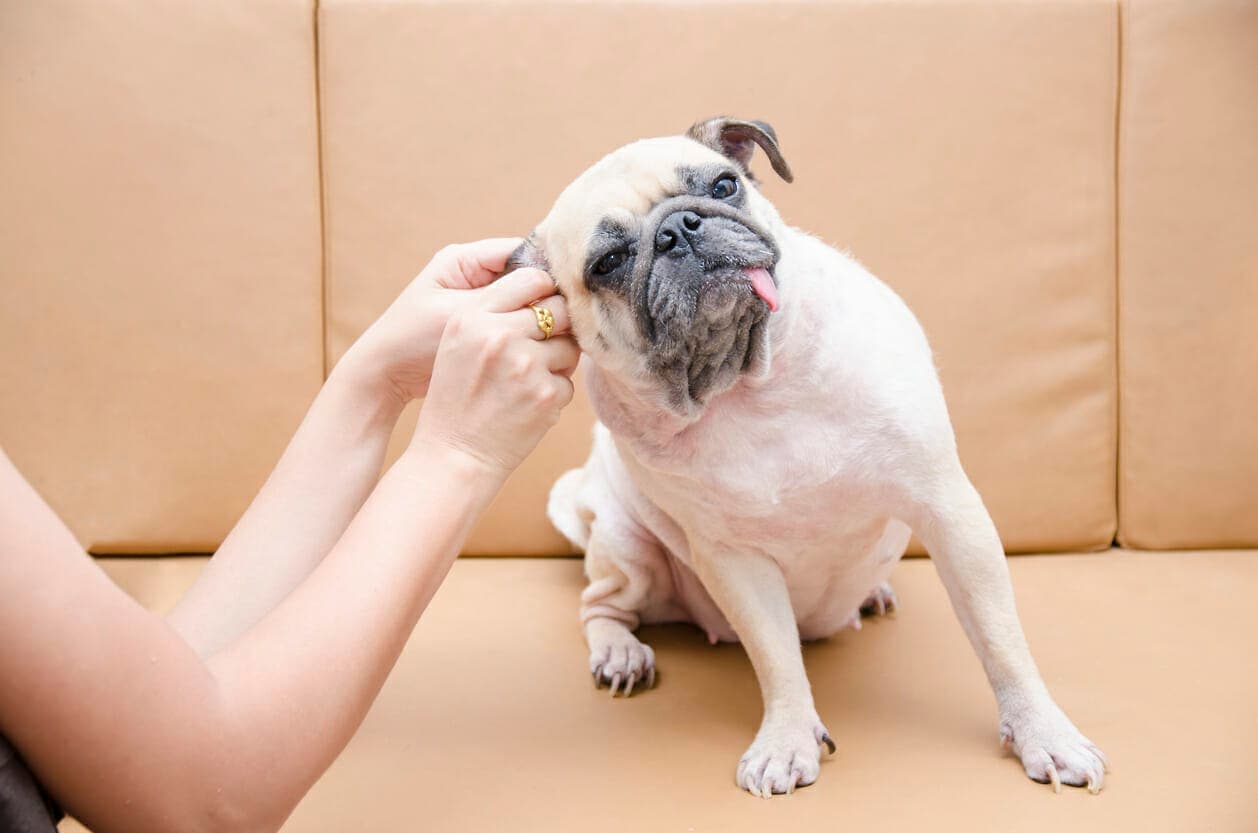 7 Dog Breeds That Need Ear Plucking (And Why!)