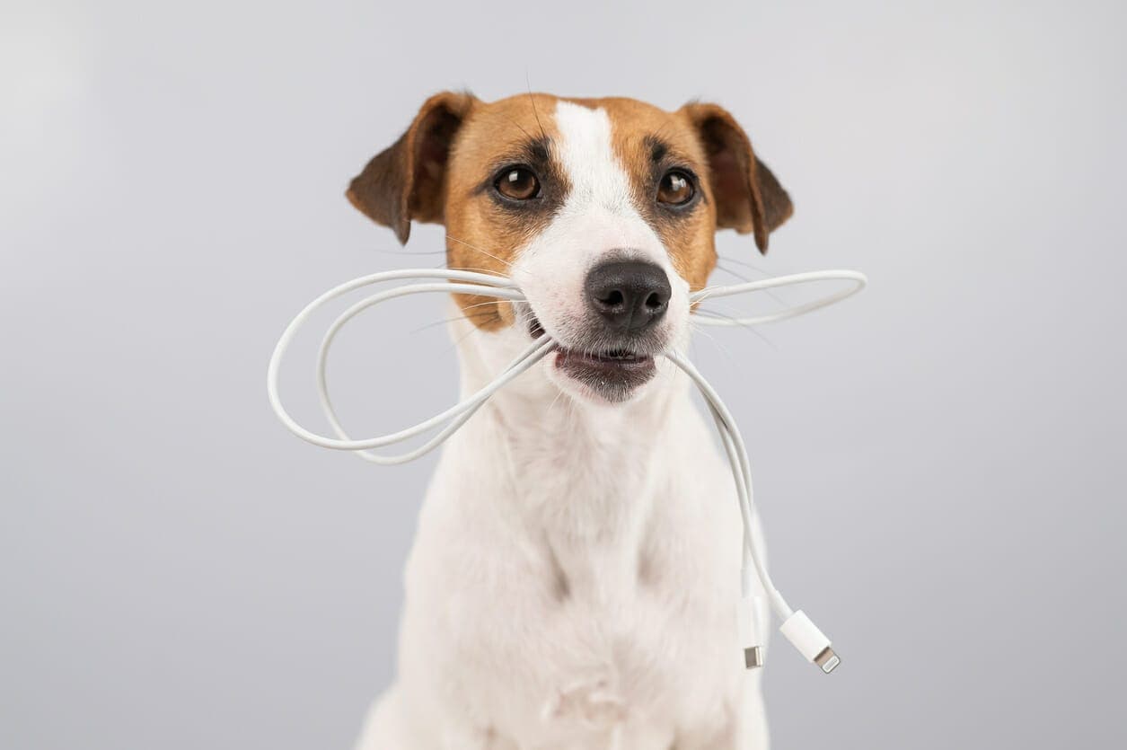 Why Do Dogs Chew On Electrical Cords? 8 Reasons Why