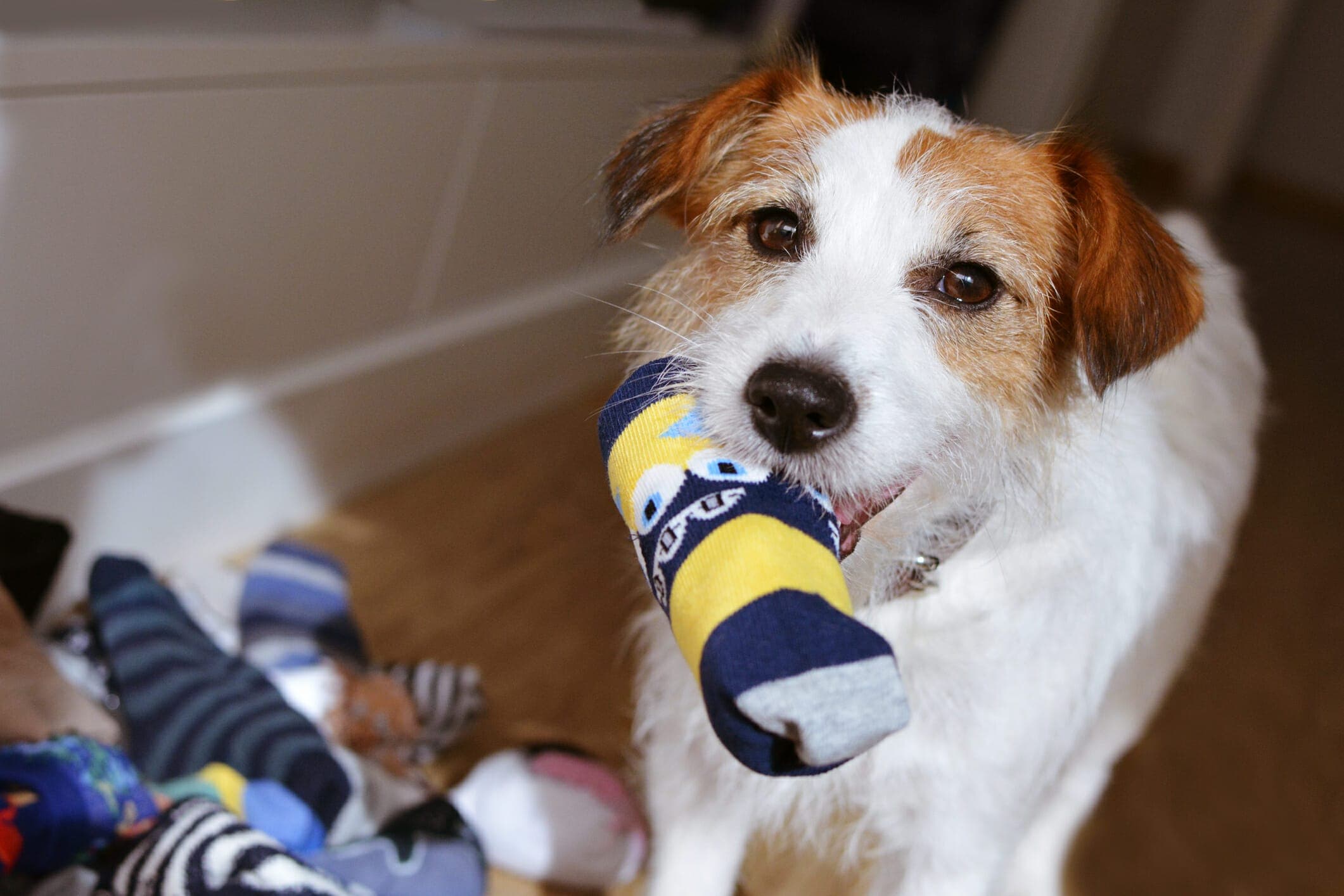 Why Does My Dog Bring Me Socks – 10 Common Reasons