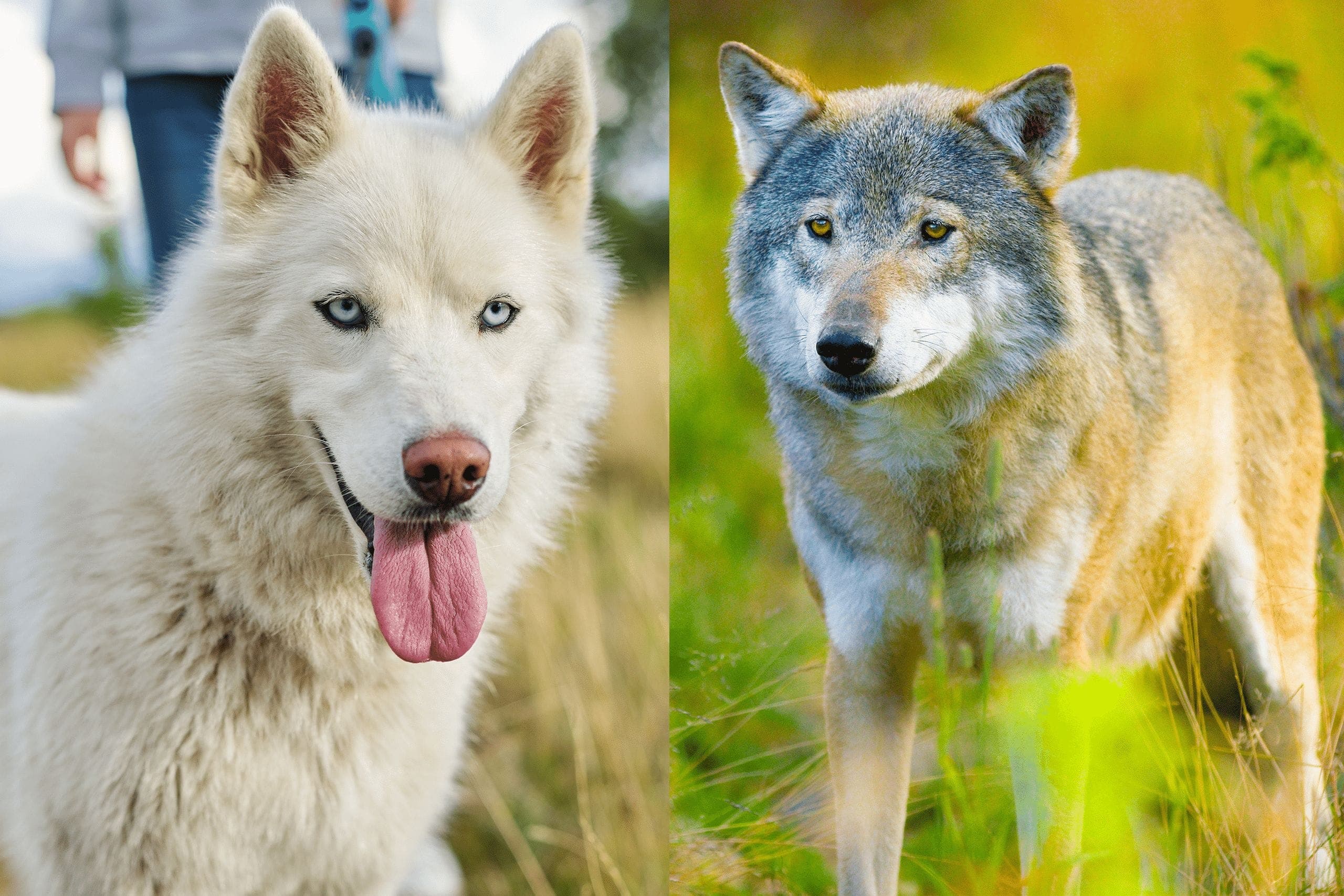 Wolf size compared to dog: Wolf VS Dog