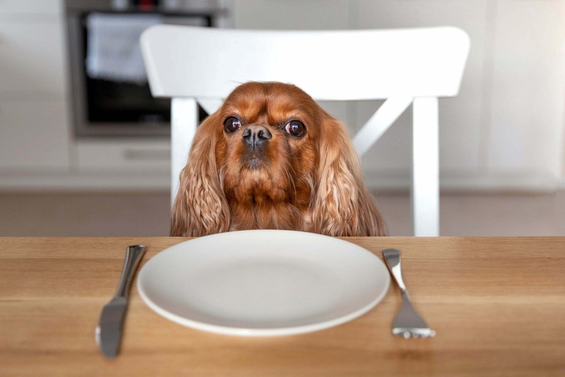How can I make sure my dog is getting the nutrition they need?