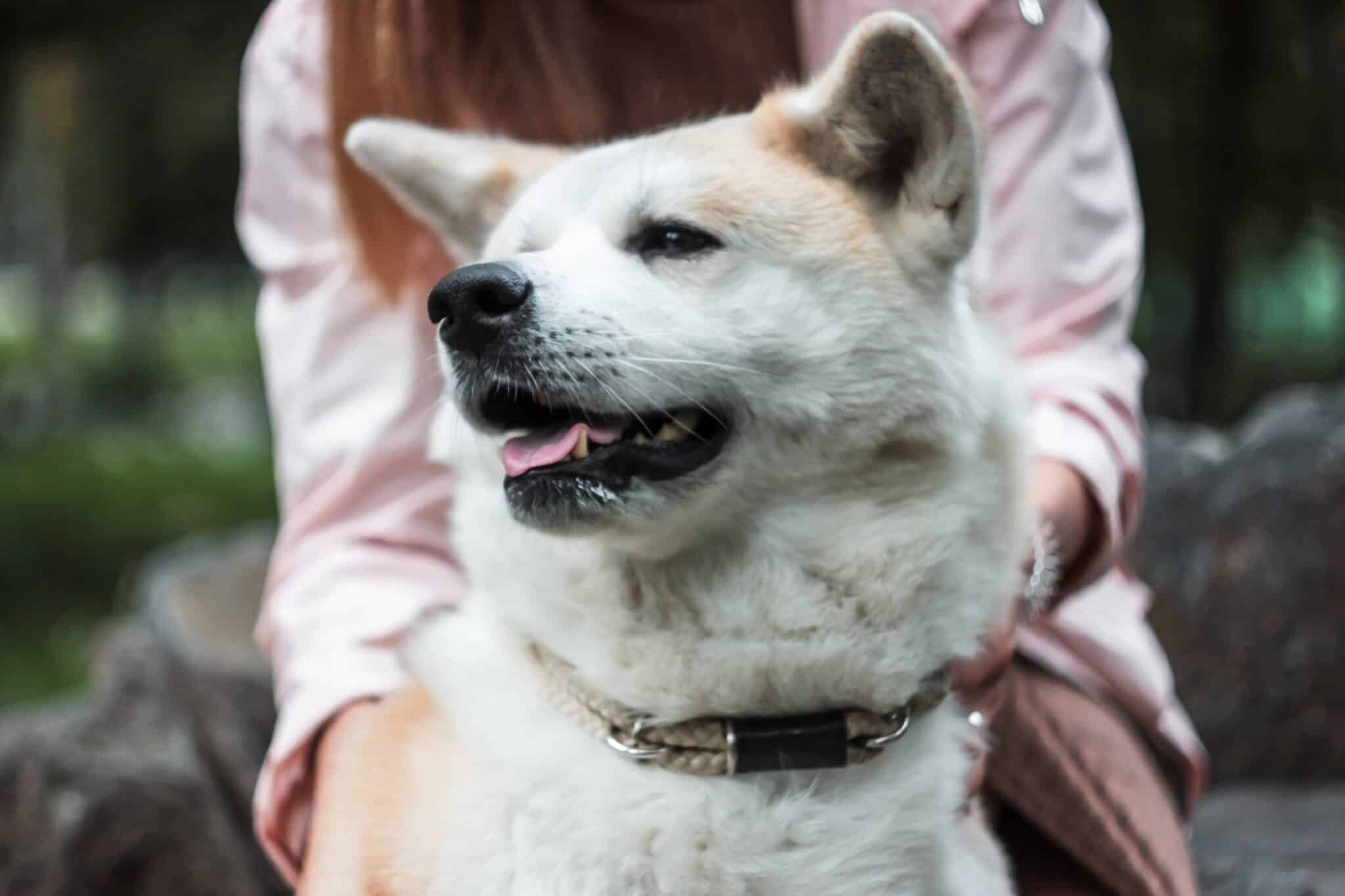 Health problems of an akita