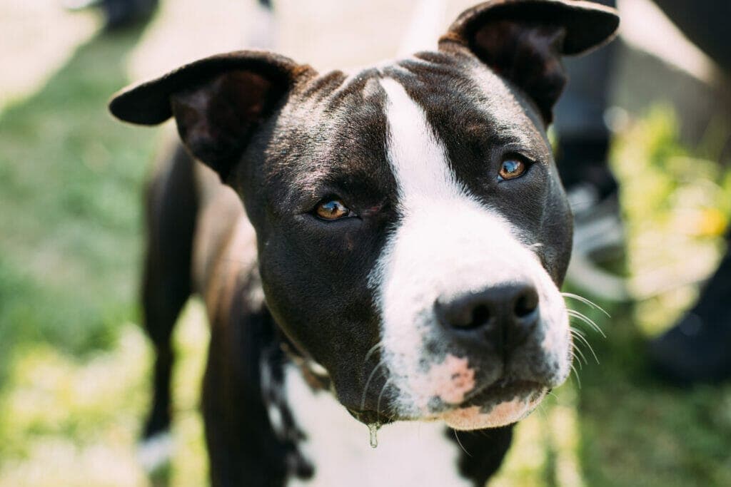 How much should an American Staffordshire Terrier eat?