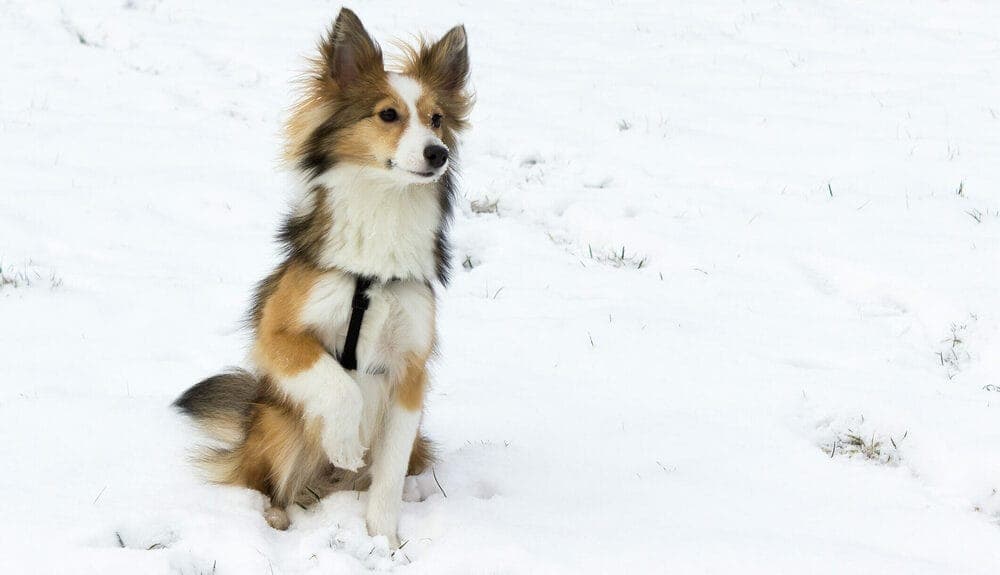 Dog Paw Balms Are A Great Treatment For Hyperkeratosis