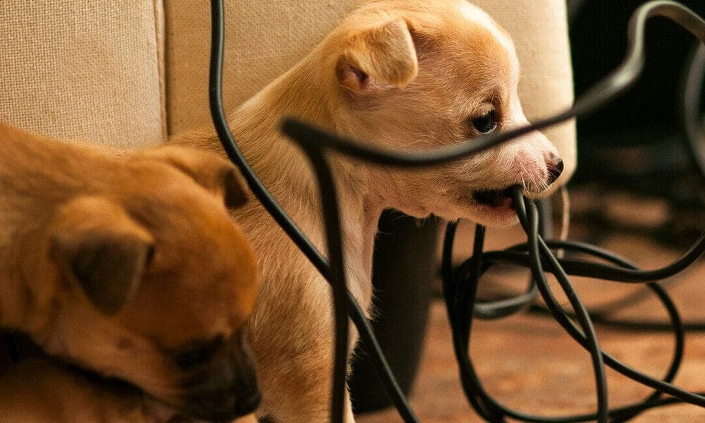 Treatment and recovery for dogs that had a electric shock