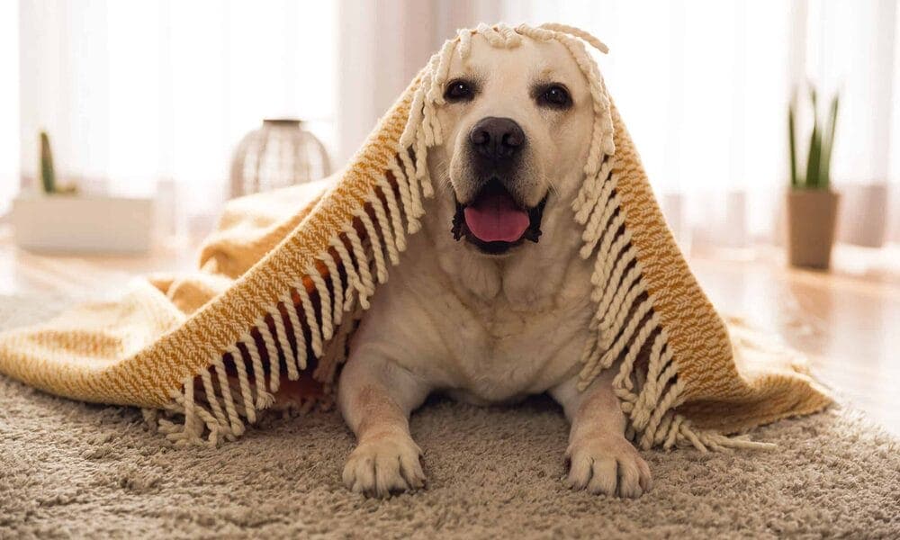 Dog Pancreatitis Treatment