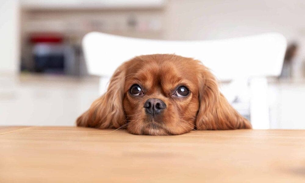 Cholecystitis Dog Treatment