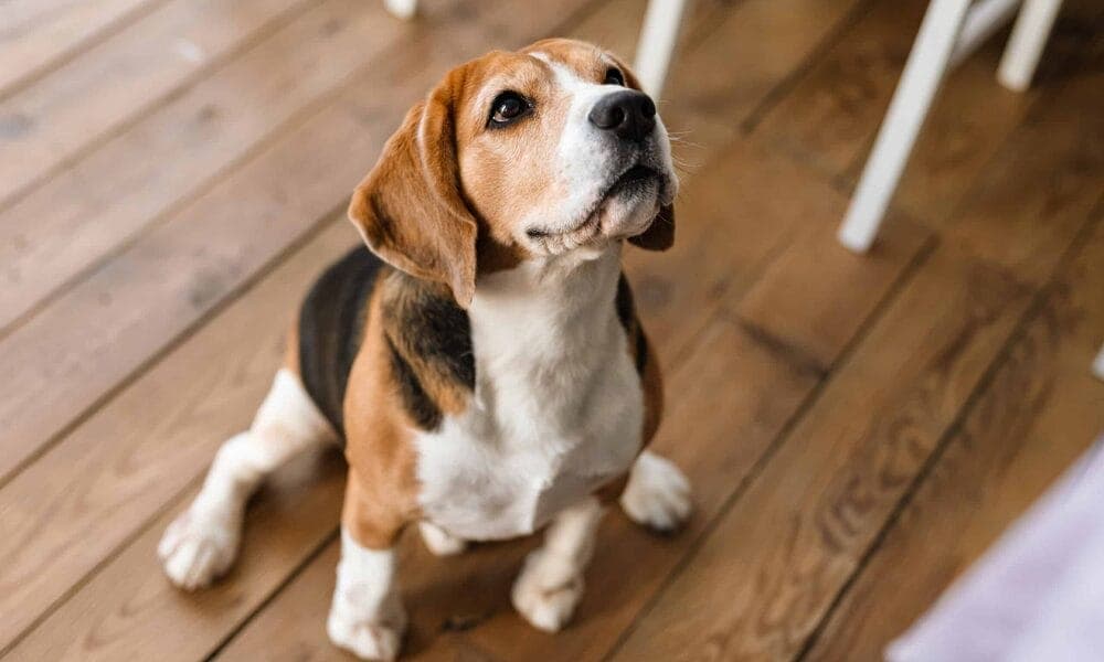 Gallbladder Mucocele Treatment In Dogs