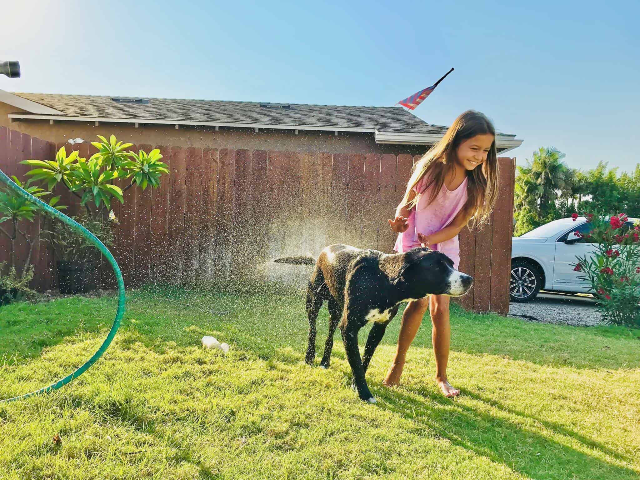 Washing Your Dog with Cold Water – The Cons