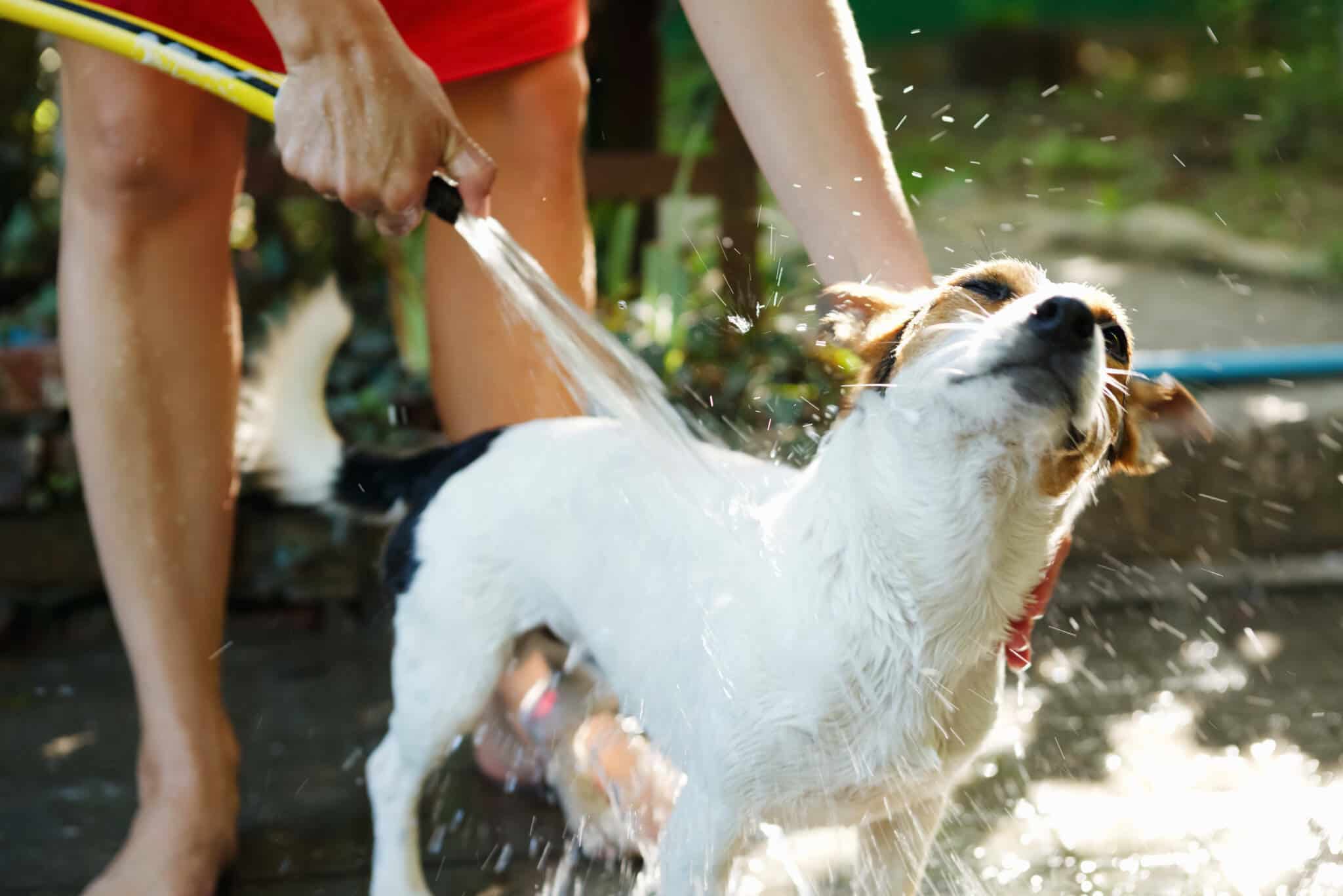 Should You Wash Your Dog with Cold Water?