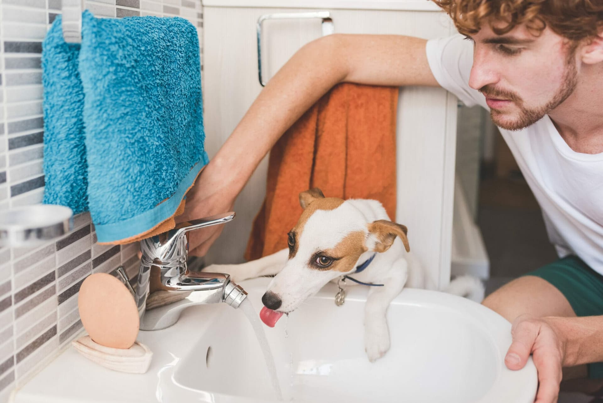 Is dog saliva a problem in general?