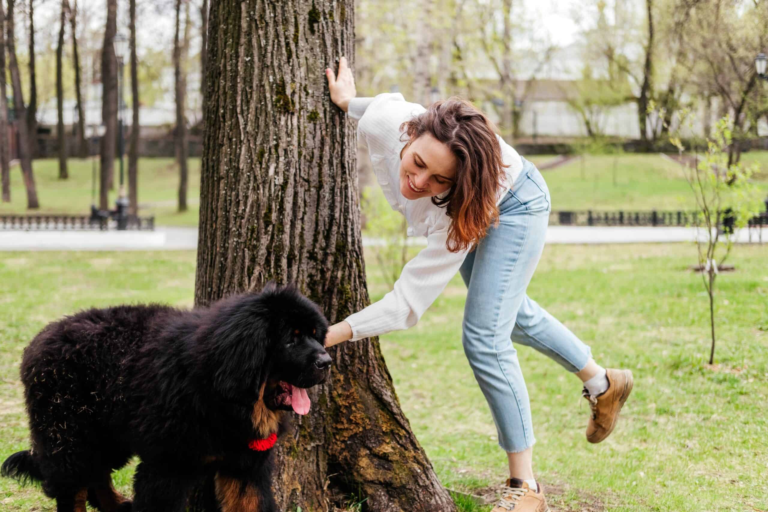What is the weight difference between a cane corso, a tibetan mastiff, and a neapolitan mastiff?