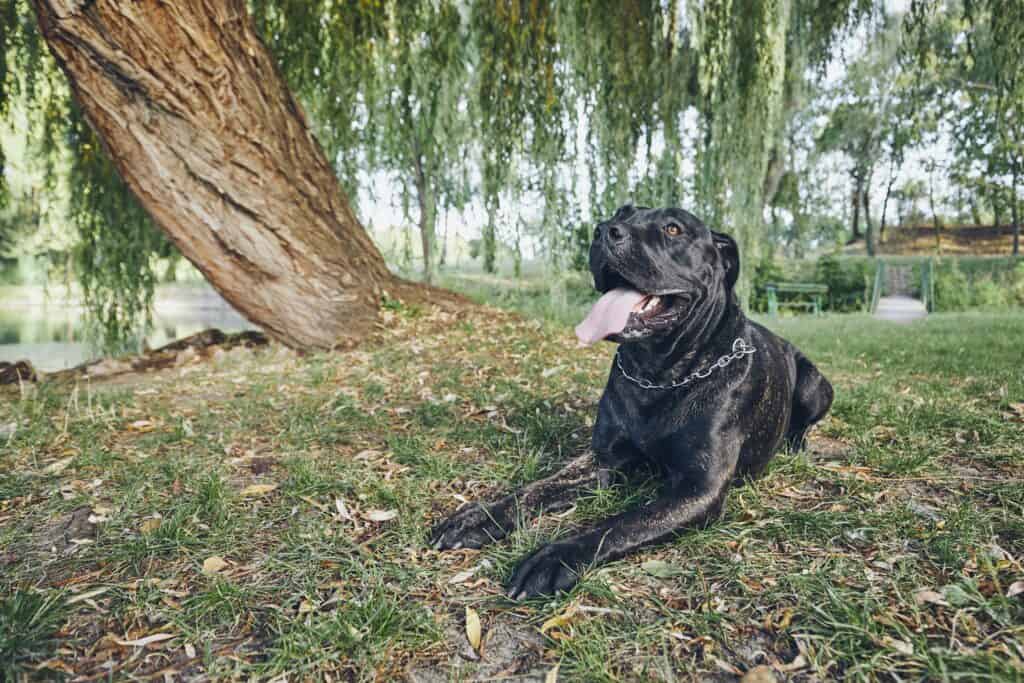 Which mastiff is the best family dog?