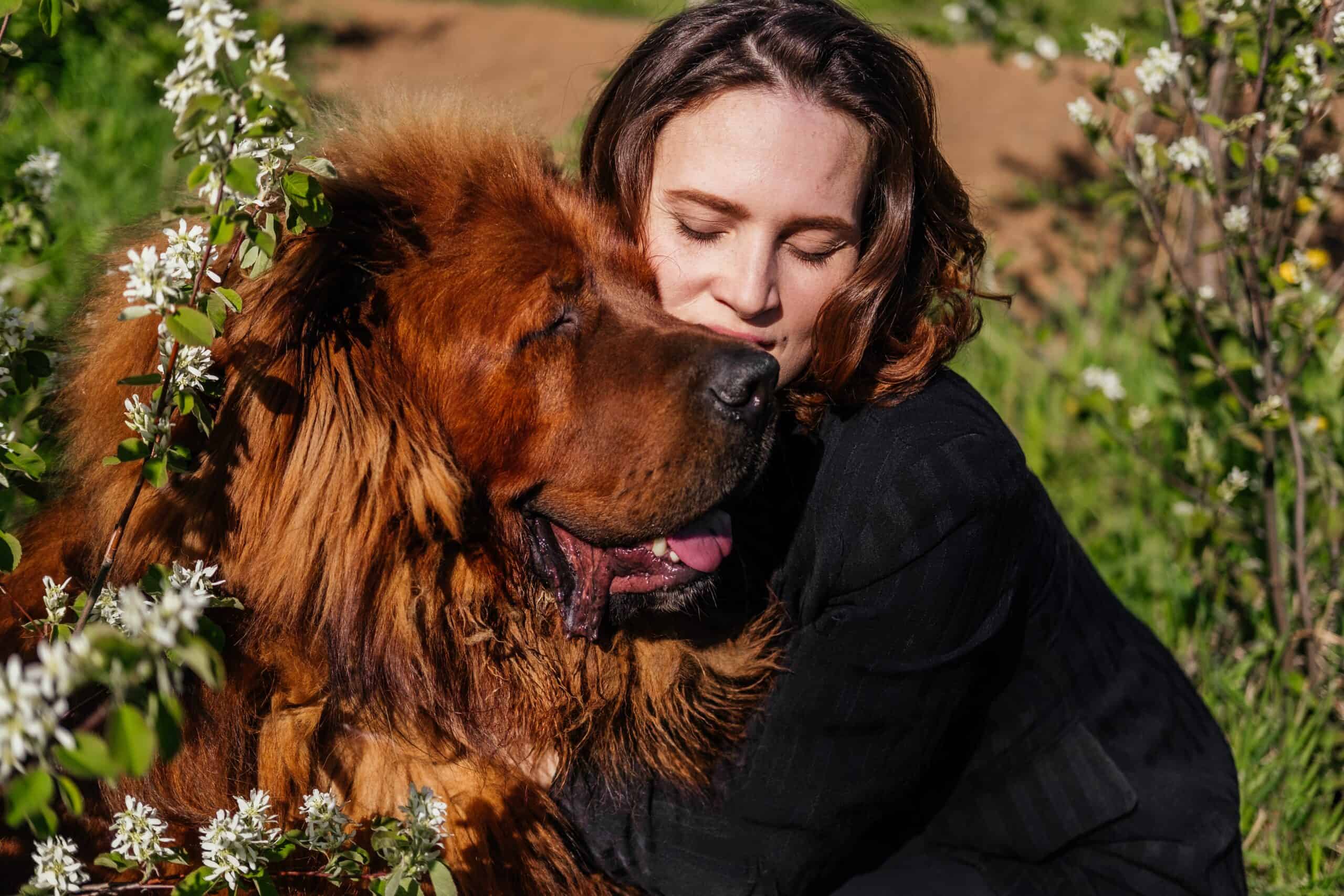 How long do Tibetan mastiffs live?