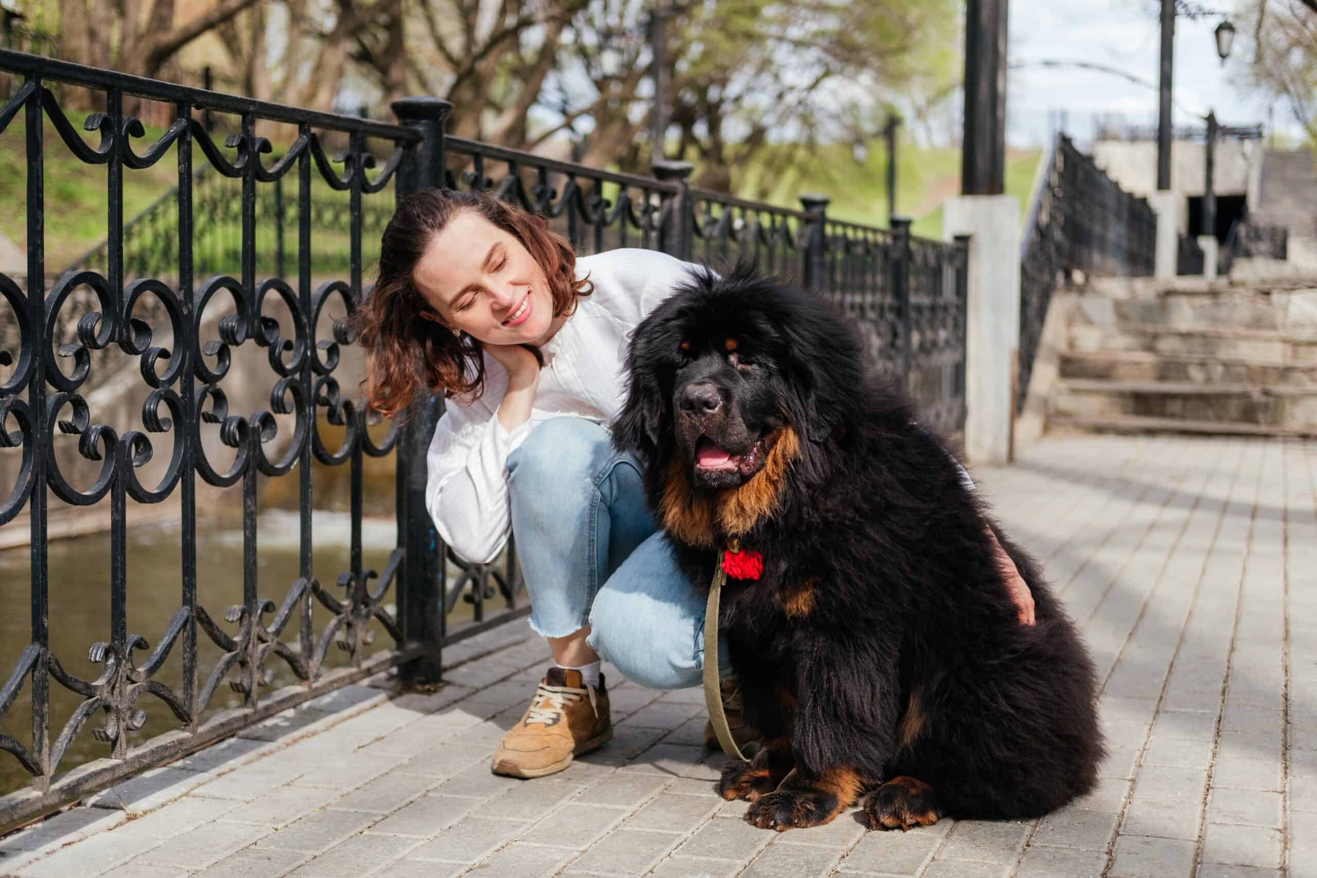What does a Tibetan mastiff look like?