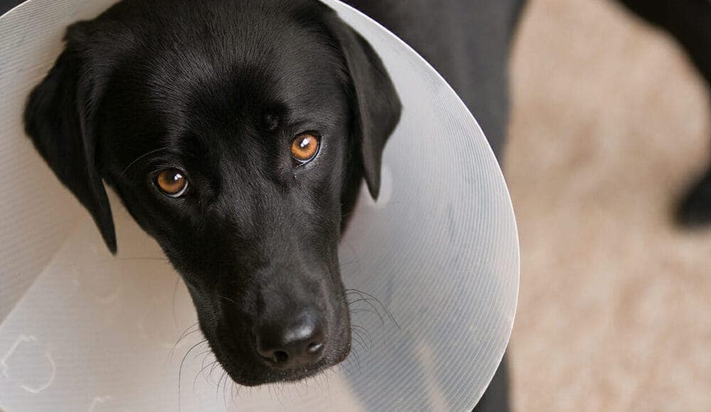 Neuter / Spay Your Dog