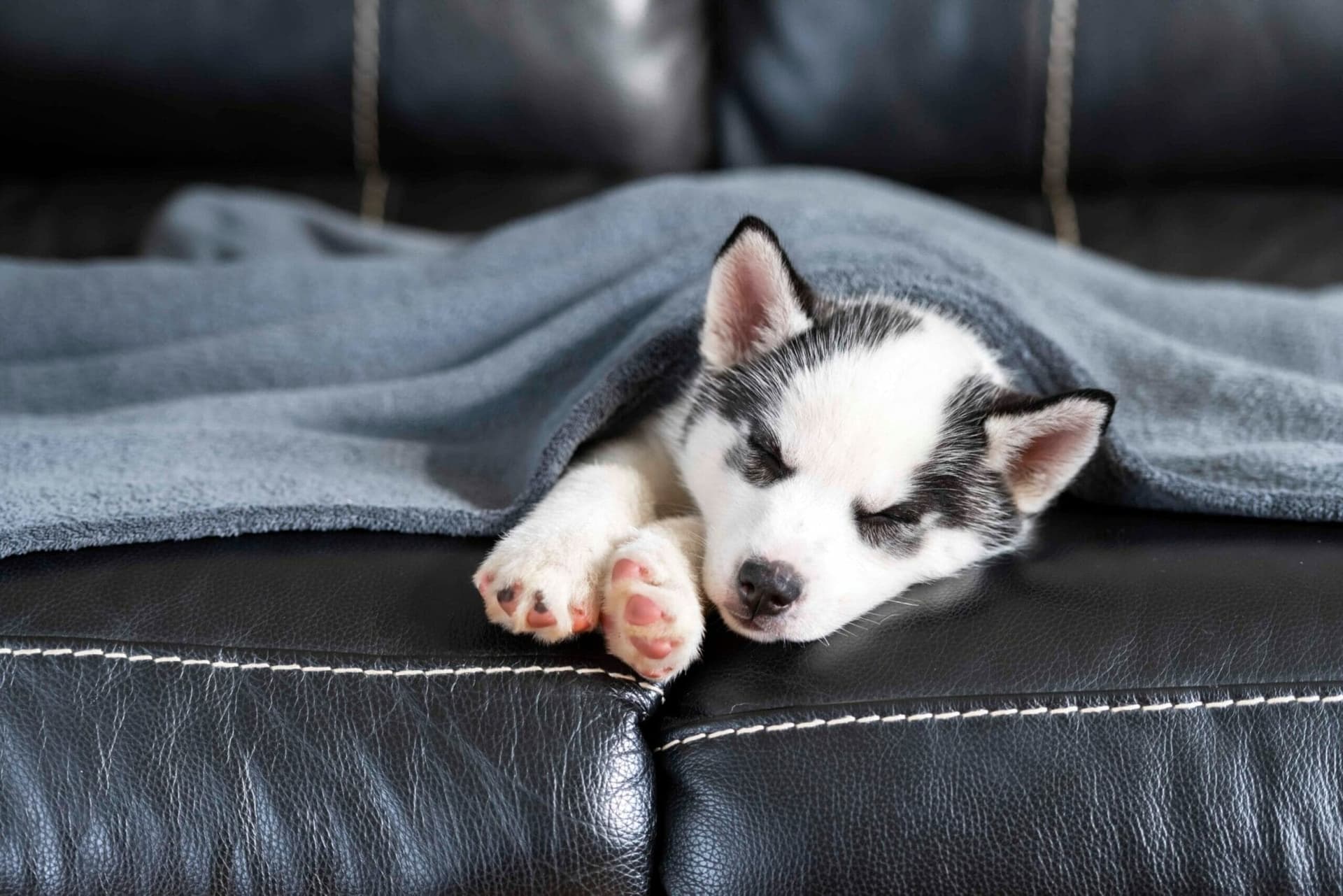 How many hours do huskies sleep?