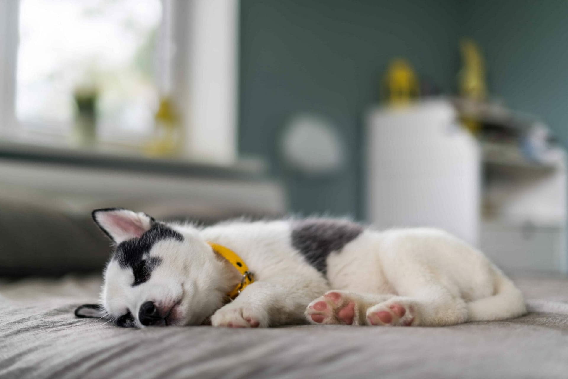 Why does my husky sleep so much?