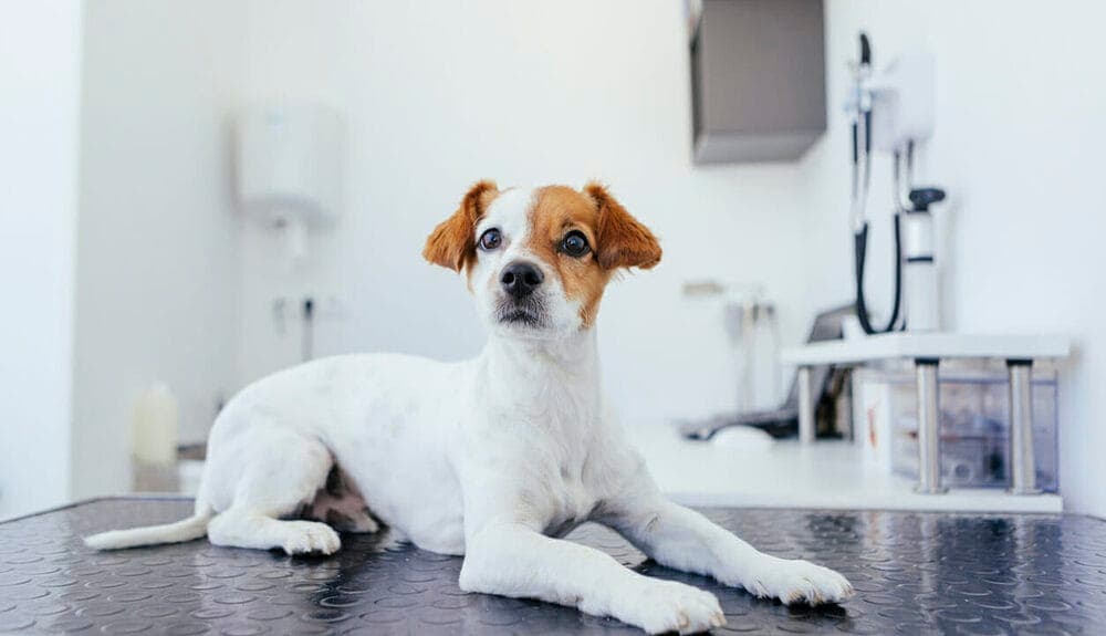 Pros of anal gland removal