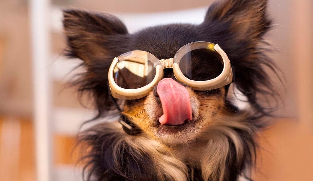 Dog Goggles