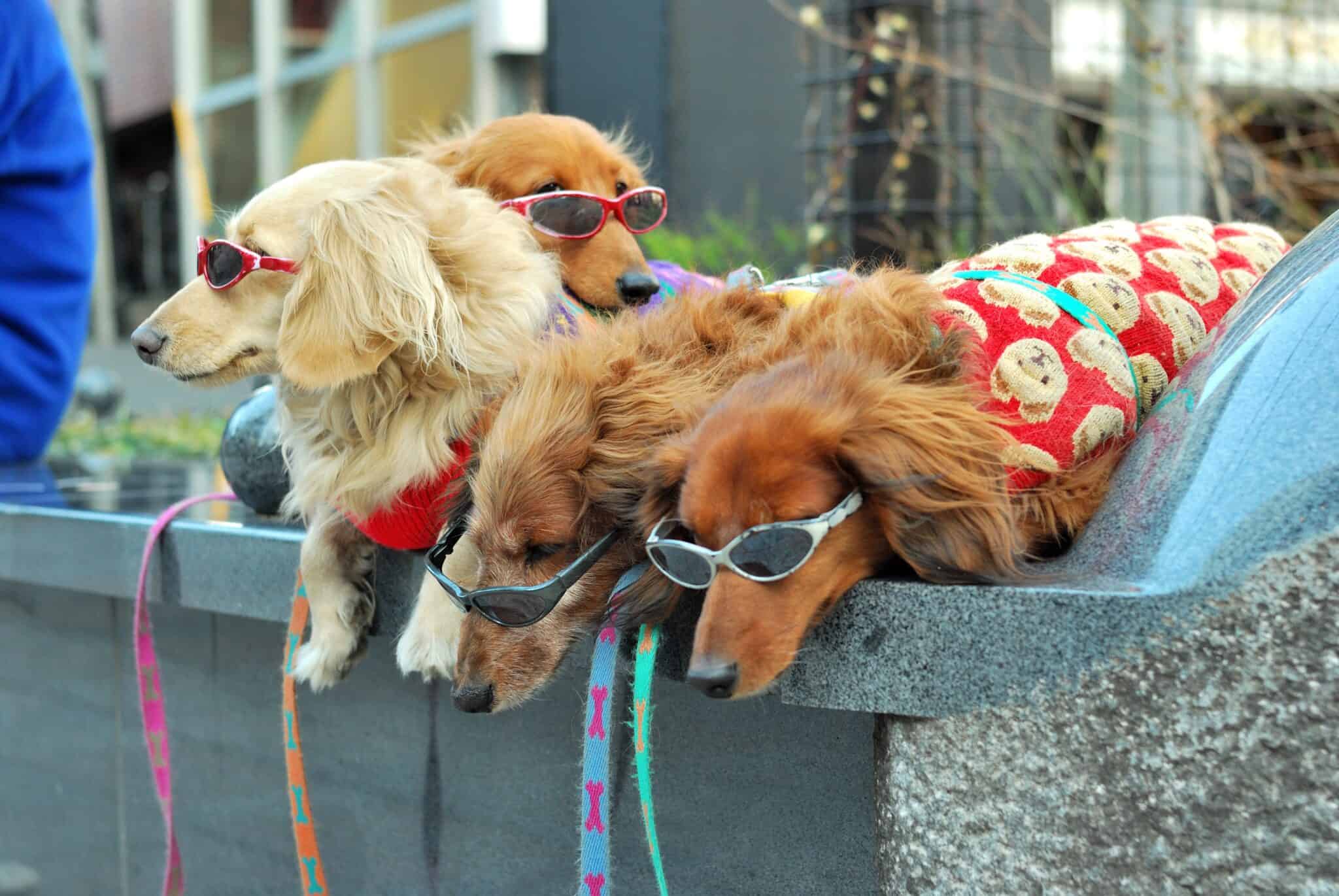 Not used to seeing the groomed dog