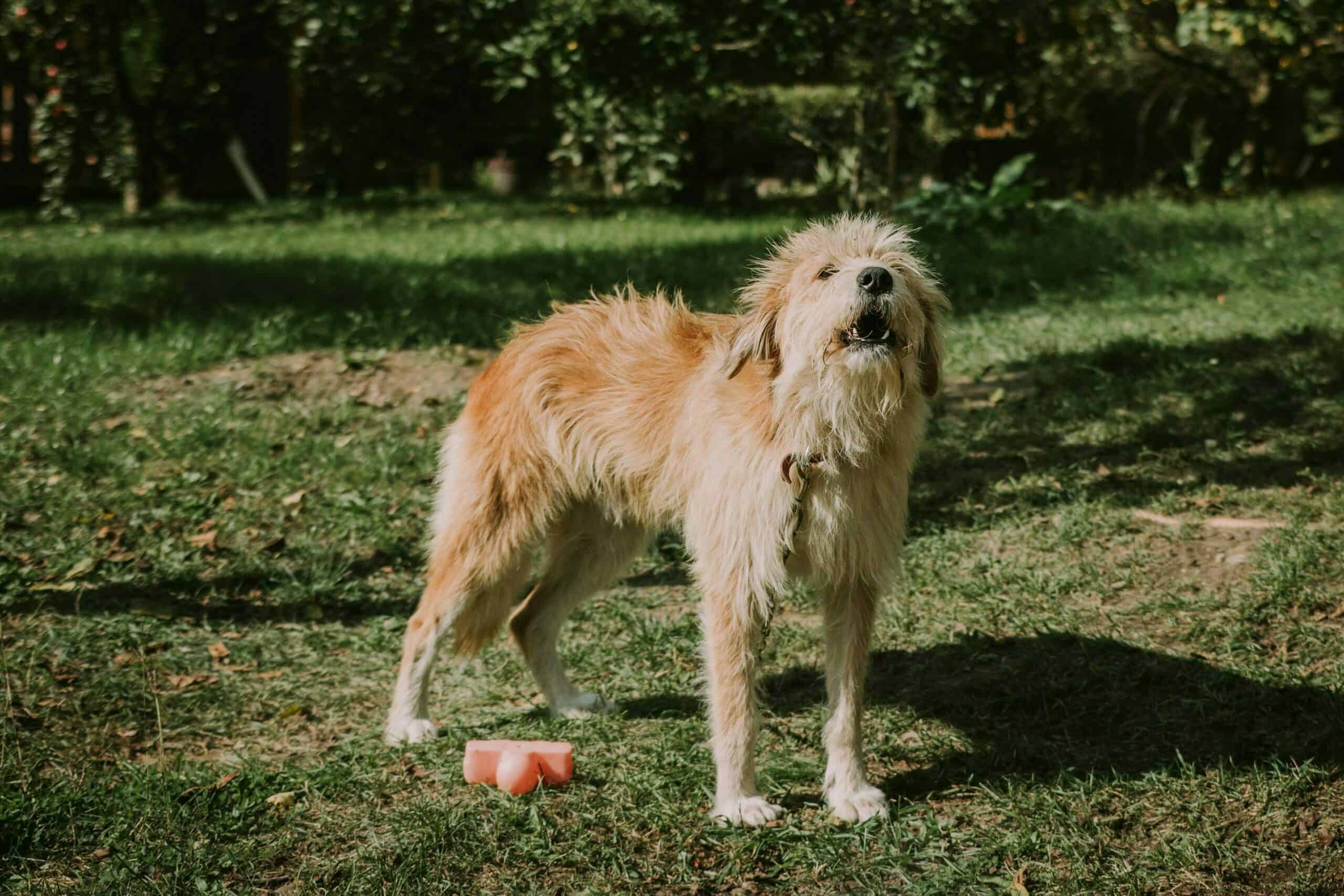 Low-pitched growls (produced from the belly)