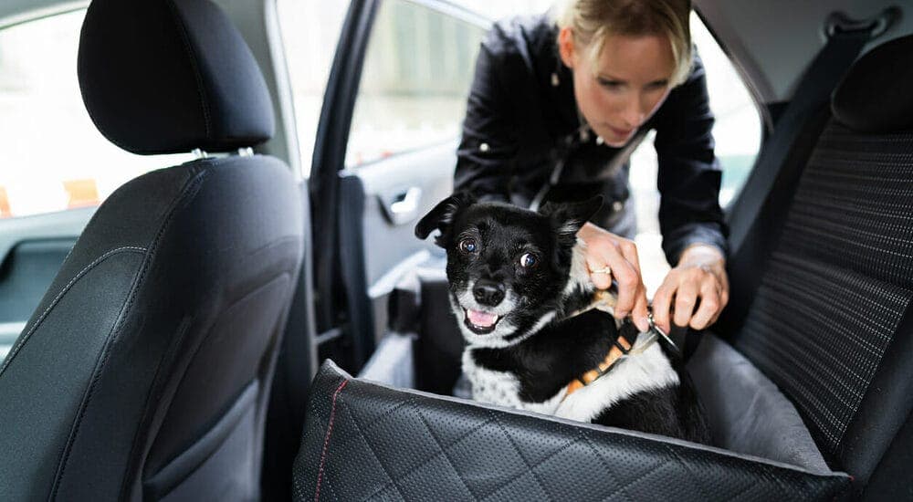 Create a secure space for your pup