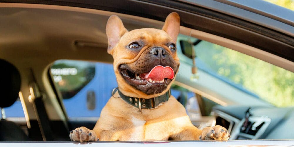 Excitement for the trip