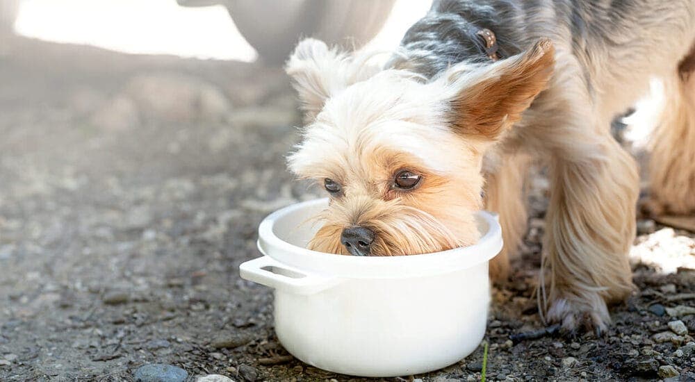 Be mindful of their diet