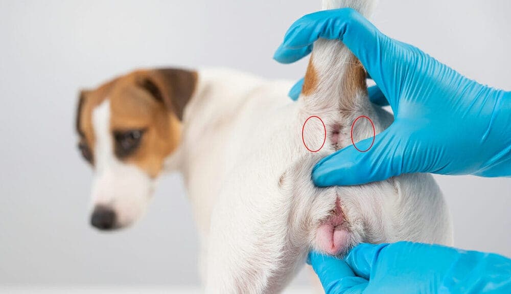 The anal glands are not properly expressed