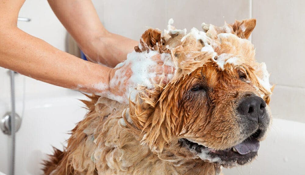 Secrete from the glands got on the fur