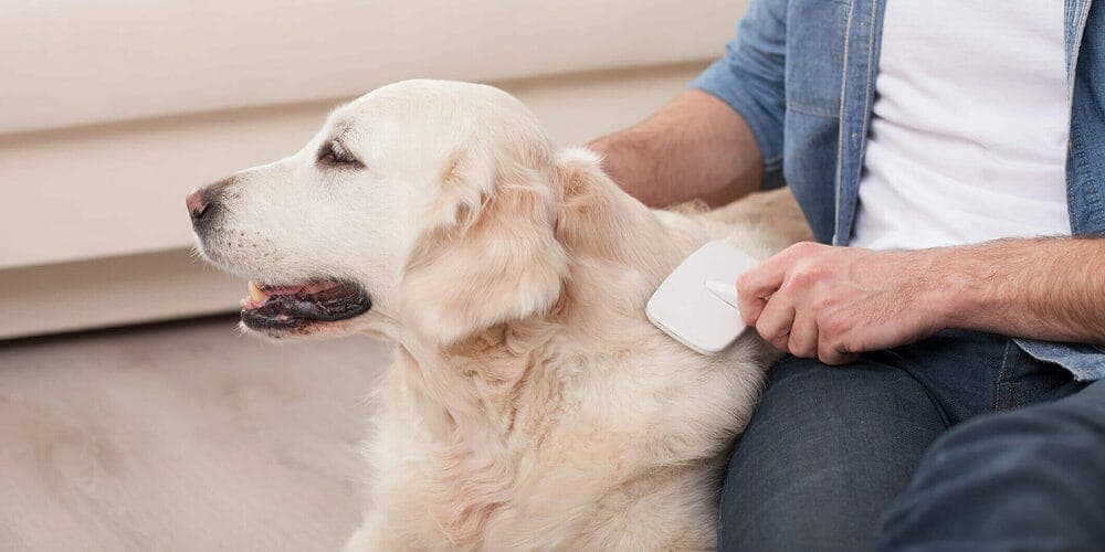 How to properly bathe your dog?