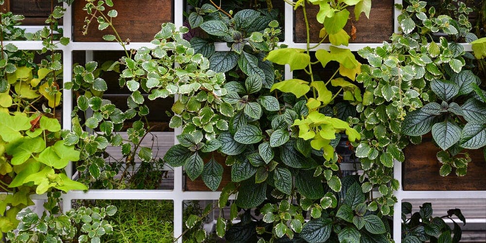 Trellises and lattices