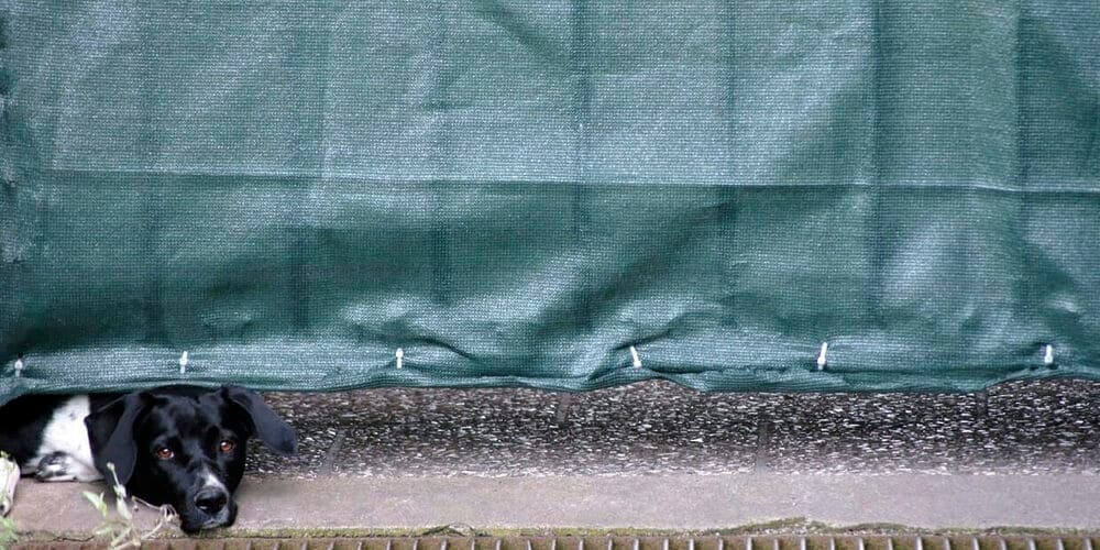 Consider adding a privacy fence screen for dogs