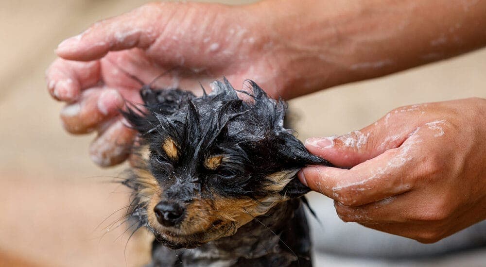 How often should you use cedarwood oil for your dog?