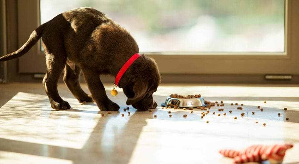 Give your dog probiotics