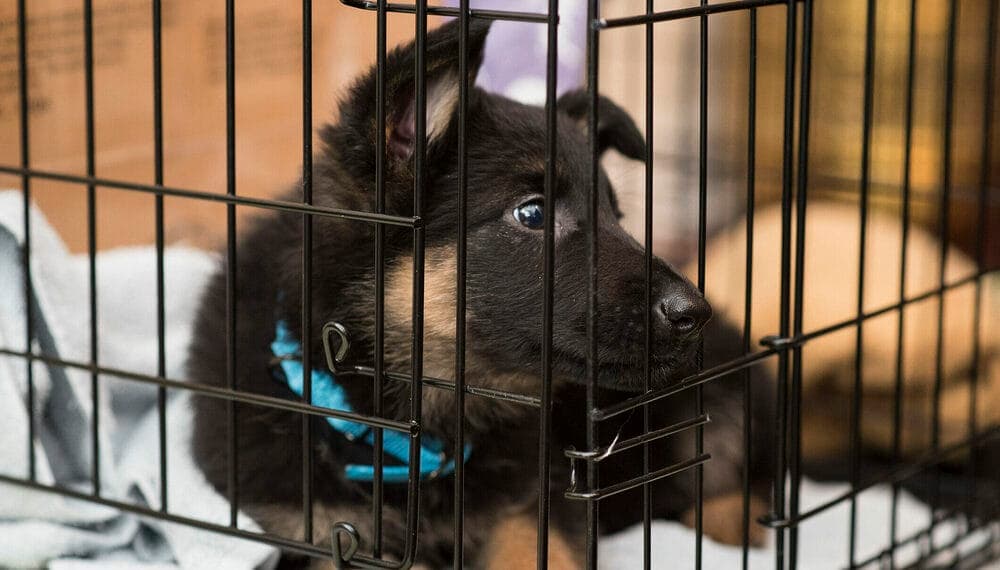 experiencing Separation anxiety