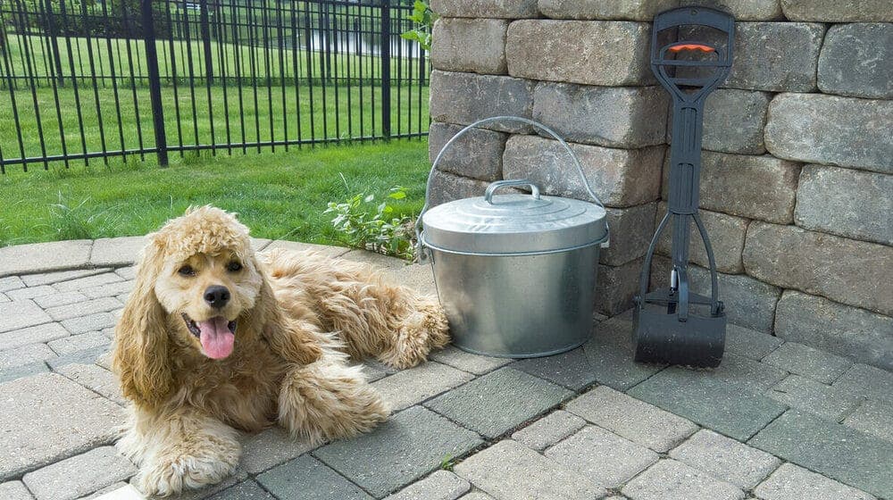 Purchase a Pooper Scooper