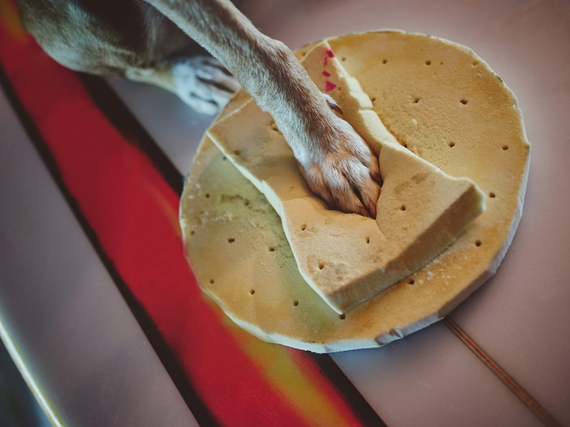 Wipe your dog's paws