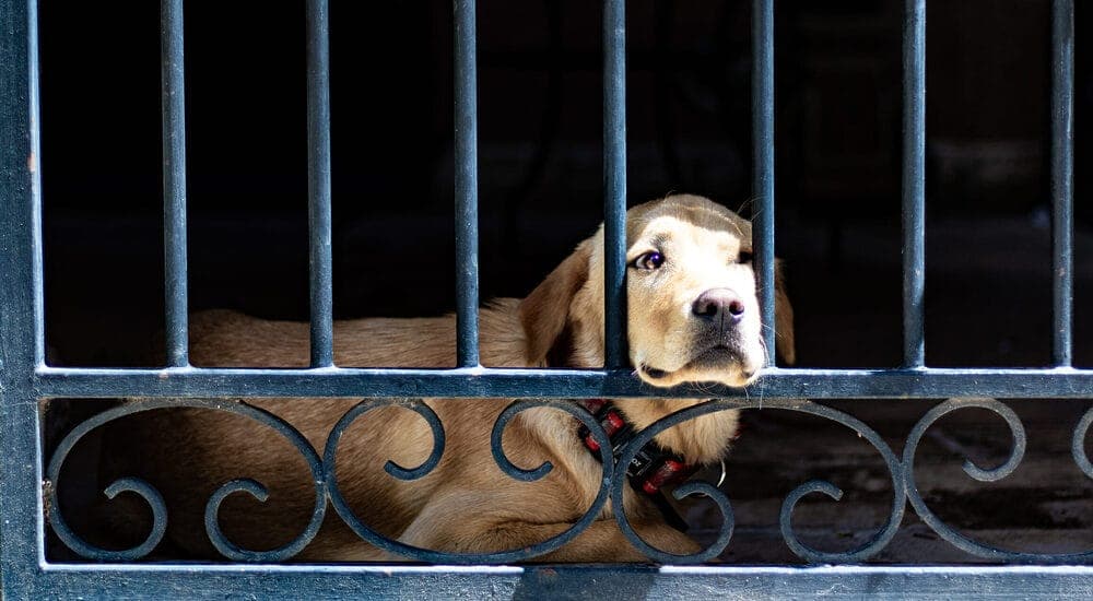 Add a topper to the wrought iron fence