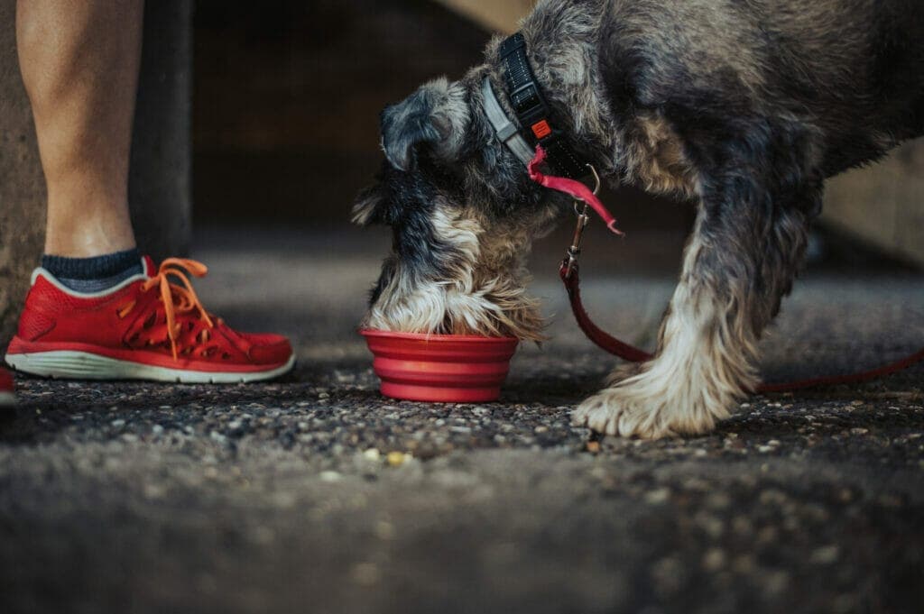 Add ice cubes to their water to help keep it cool