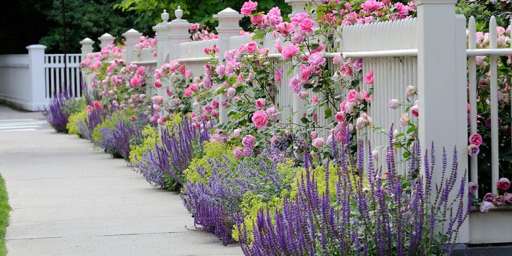Use a physical barrier to protect the rose bush