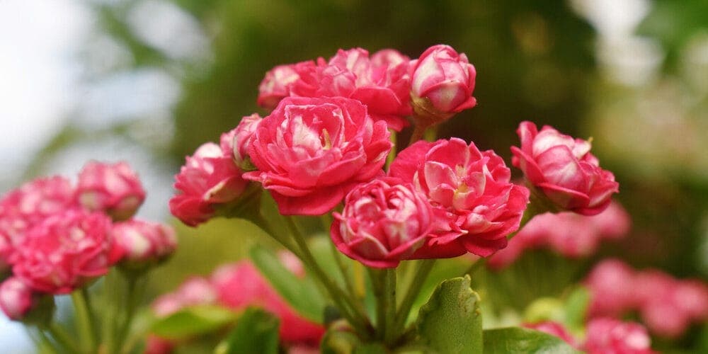 Use deterrents on the rose bush