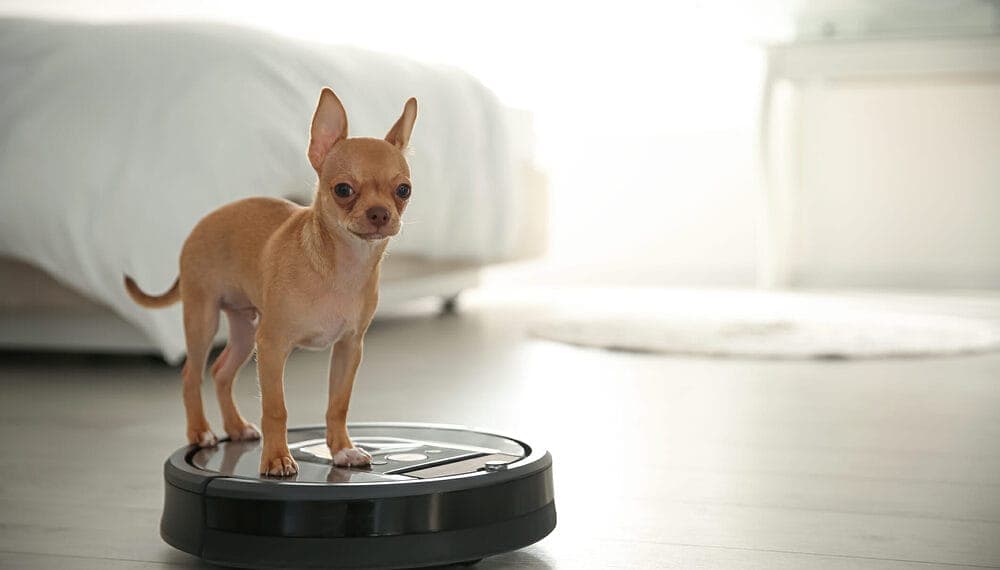 Vacuum regularly to avoid hair accumulation