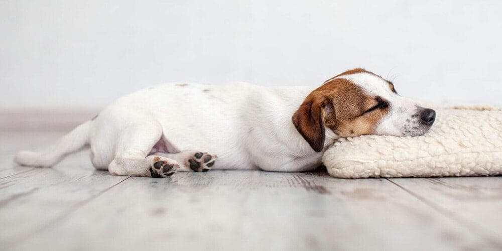 Give your dog a cool dog bed