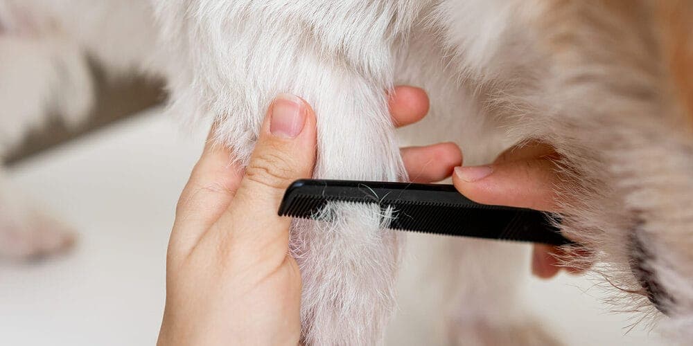 Make sure you groom your dog on time