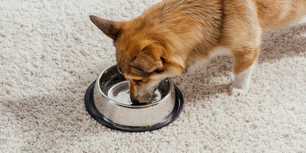 Keep your dog hydrated